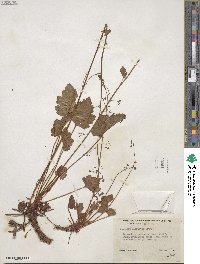 Heuchera micrantha image