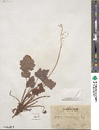 Heuchera micrantha image