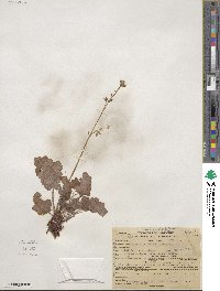 Heuchera micrantha image