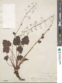 Heuchera micrantha image