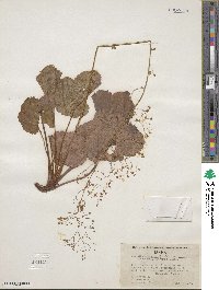 Heuchera micrantha image