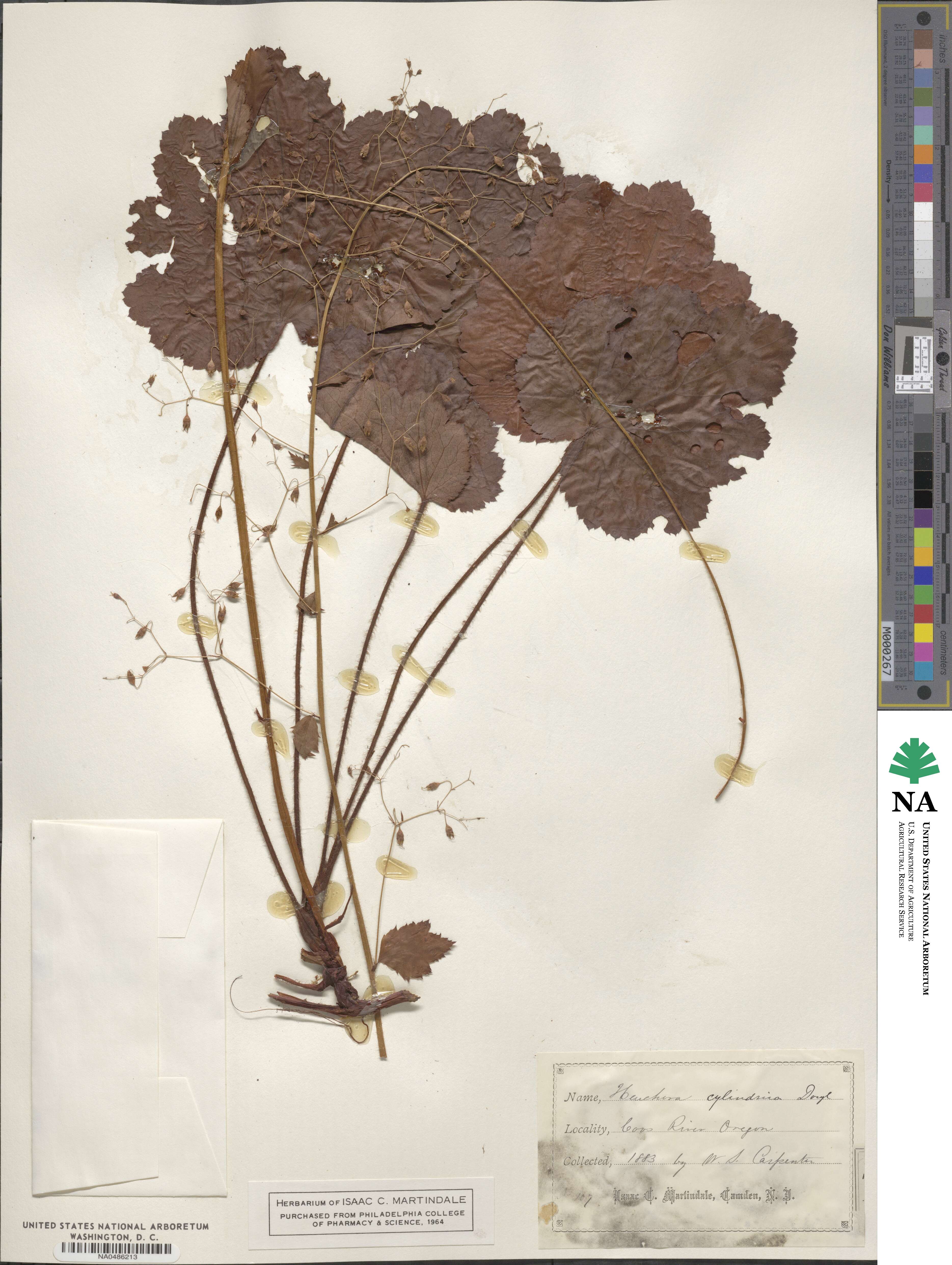 Heuchera cylindrica image