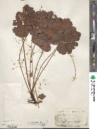 Heuchera cylindrica image