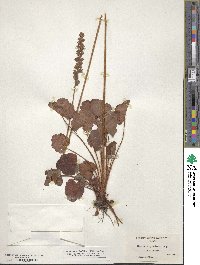 Heuchera cylindrica image