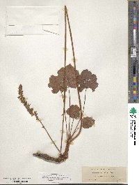 Heuchera cylindrica image