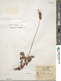 Heuchera cylindrica image