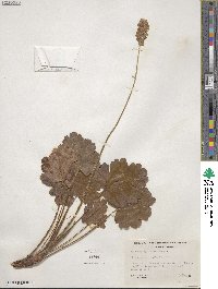 Heuchera cylindrica image