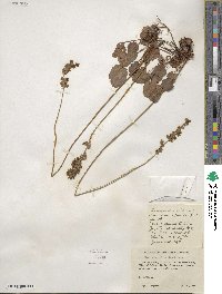 Heuchera cylindrica image