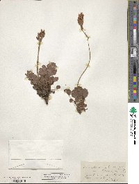 Heuchera cylindrica image