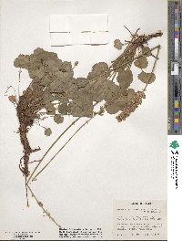 Heuchera cylindrica var. glabella image