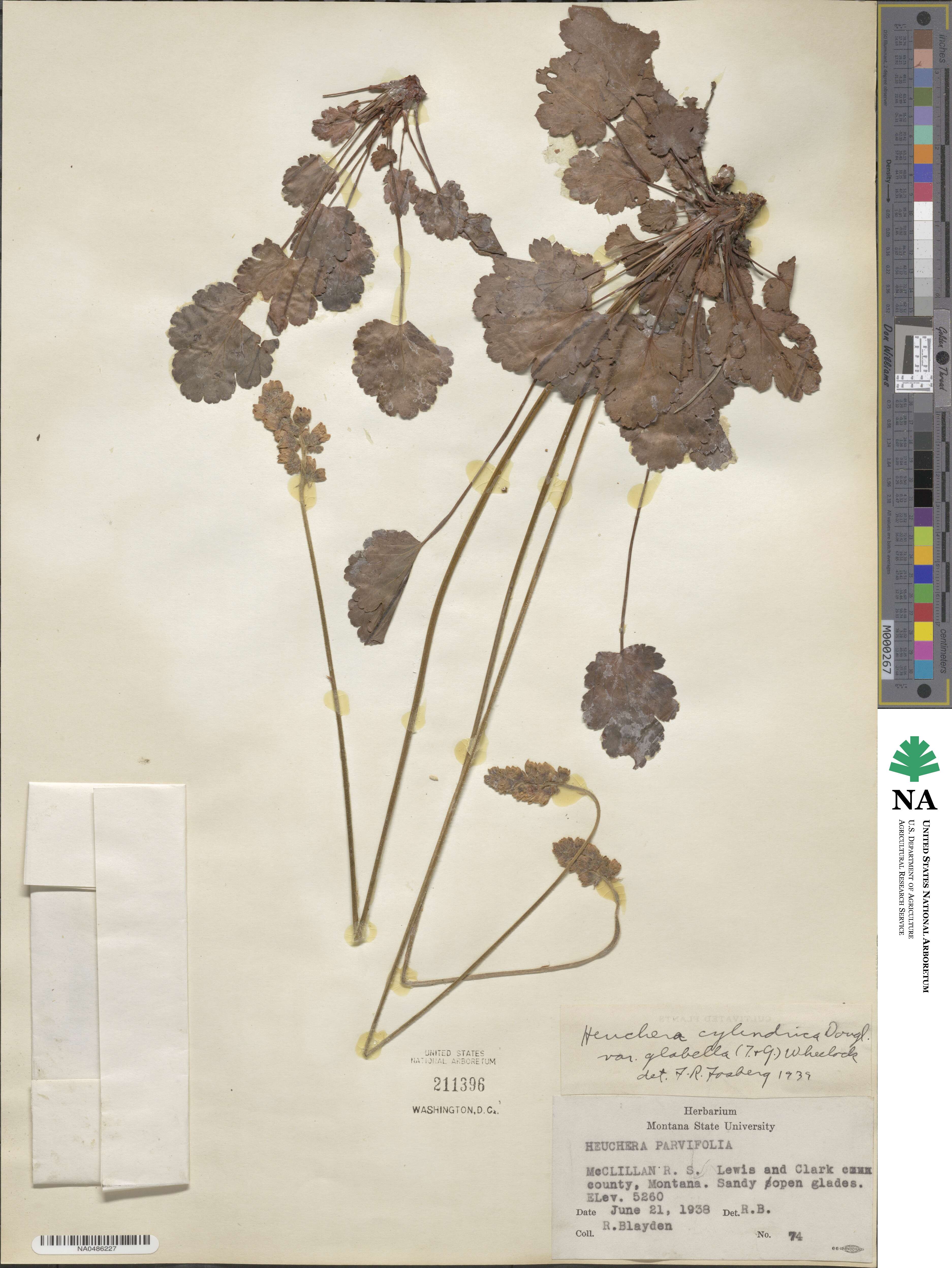 Heuchera cylindrica var. glabella image