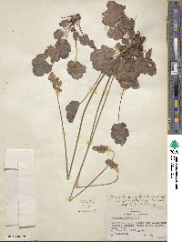 Heuchera cylindrica var. glabella image