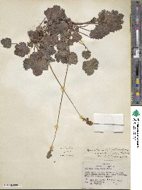 Heuchera cylindrica image