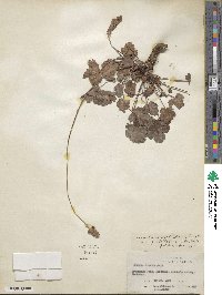 Heuchera cylindrica image