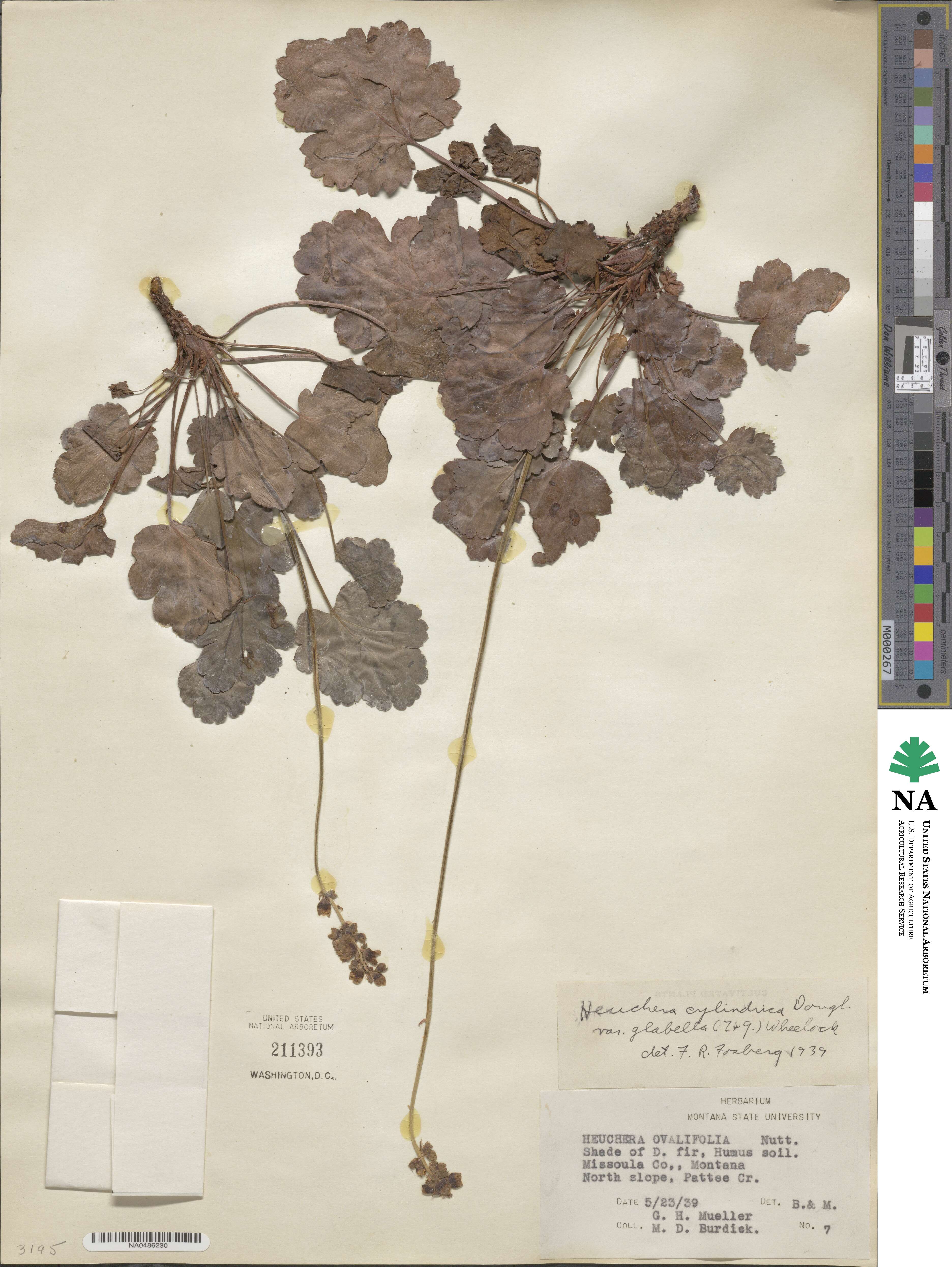 Heuchera cylindrica image