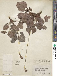 Heuchera cylindrica var. glabella image