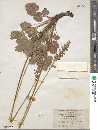 Heuchera cylindrica image