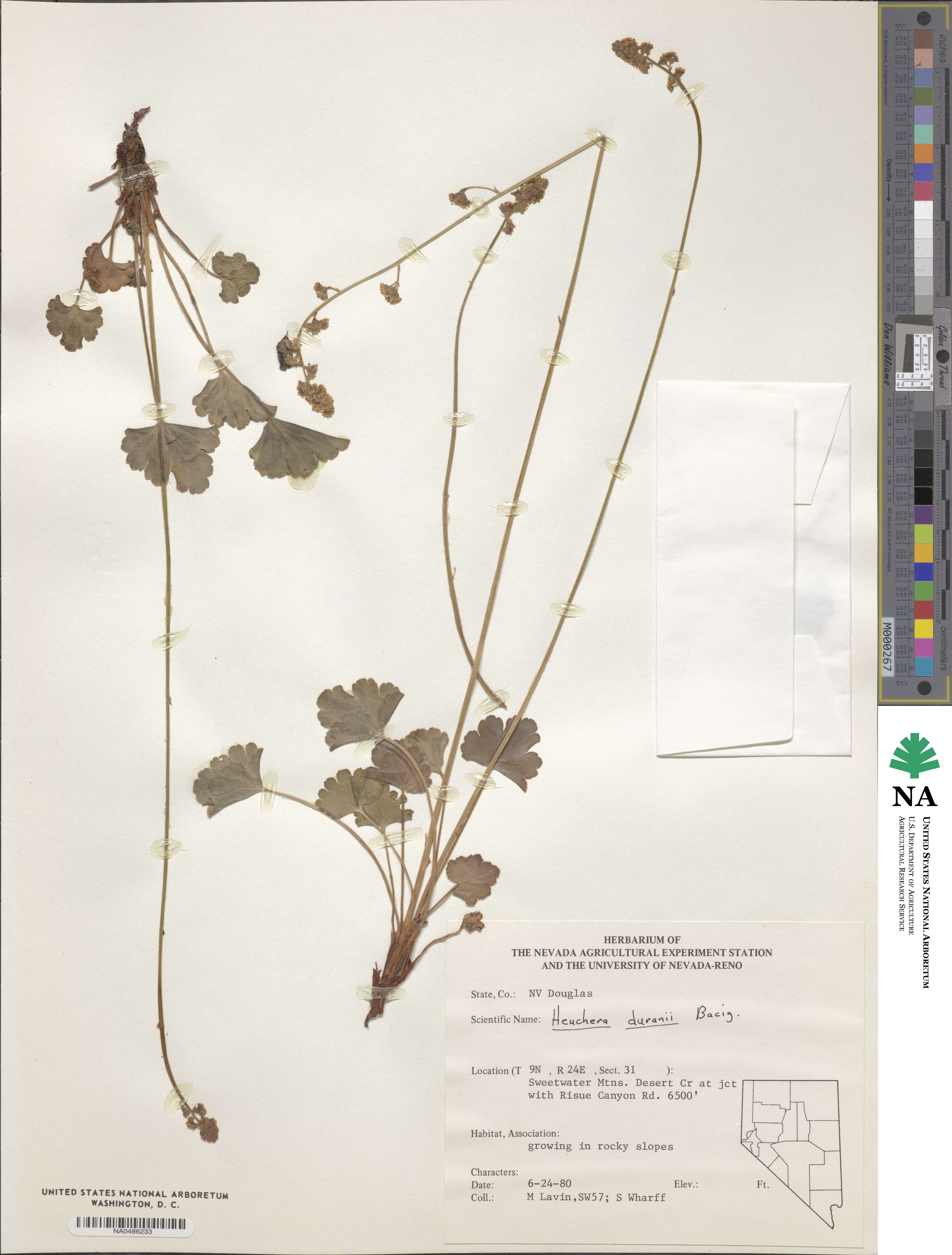 Heuchera duranii image