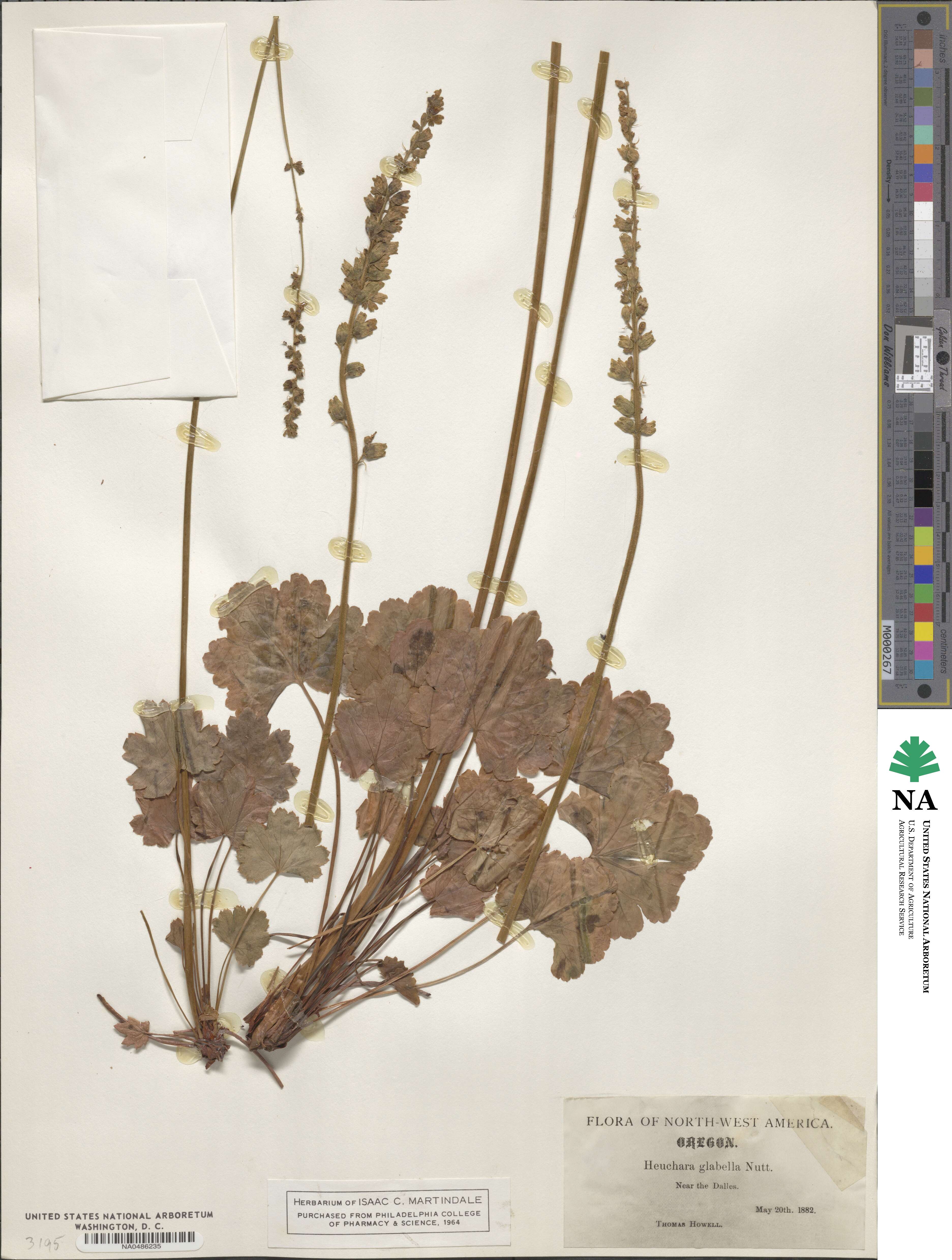 Heuchera cylindrica image