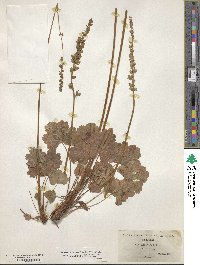 Heuchera cylindrica image