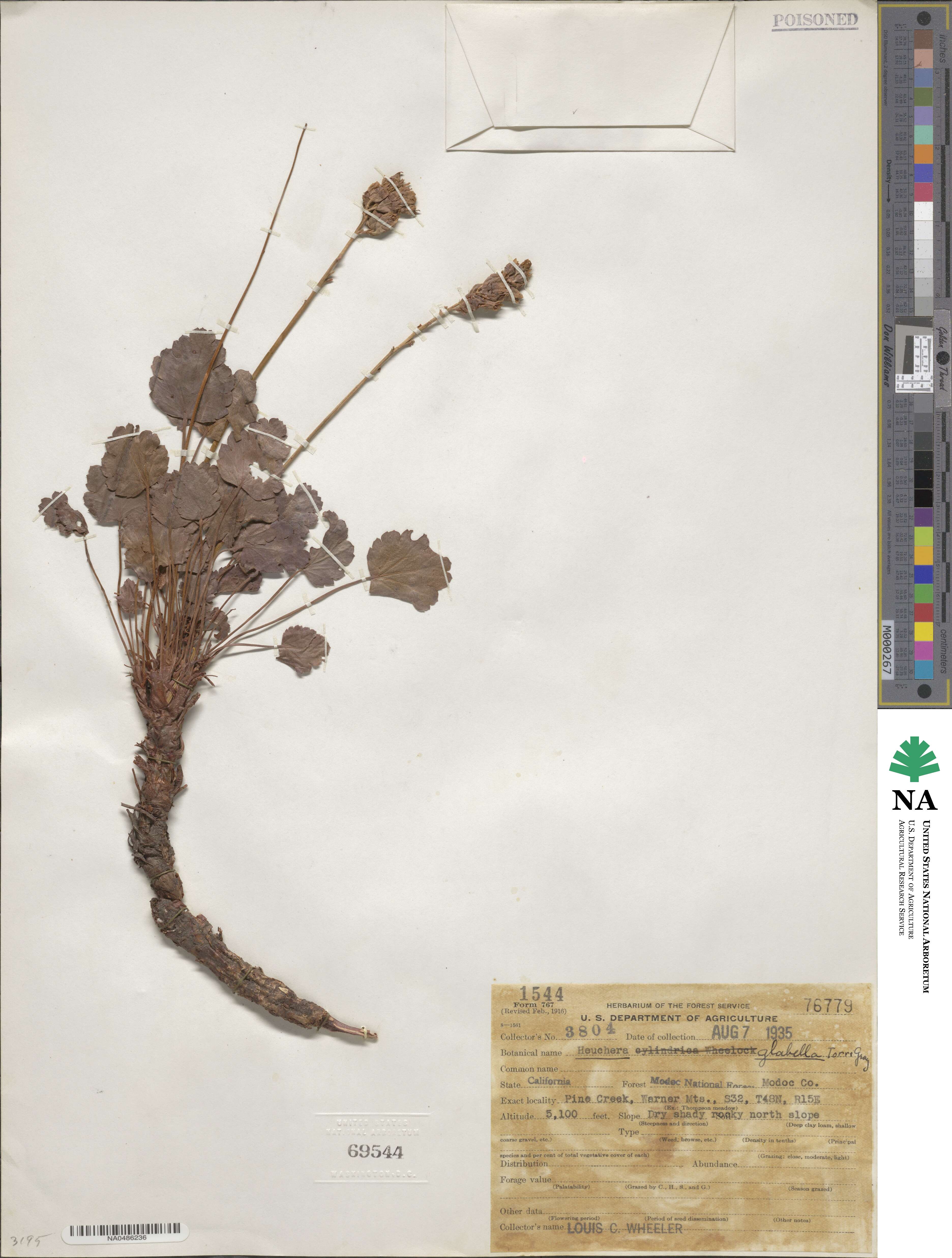 Heuchera cylindrica image