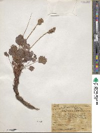 Heuchera cylindrica image