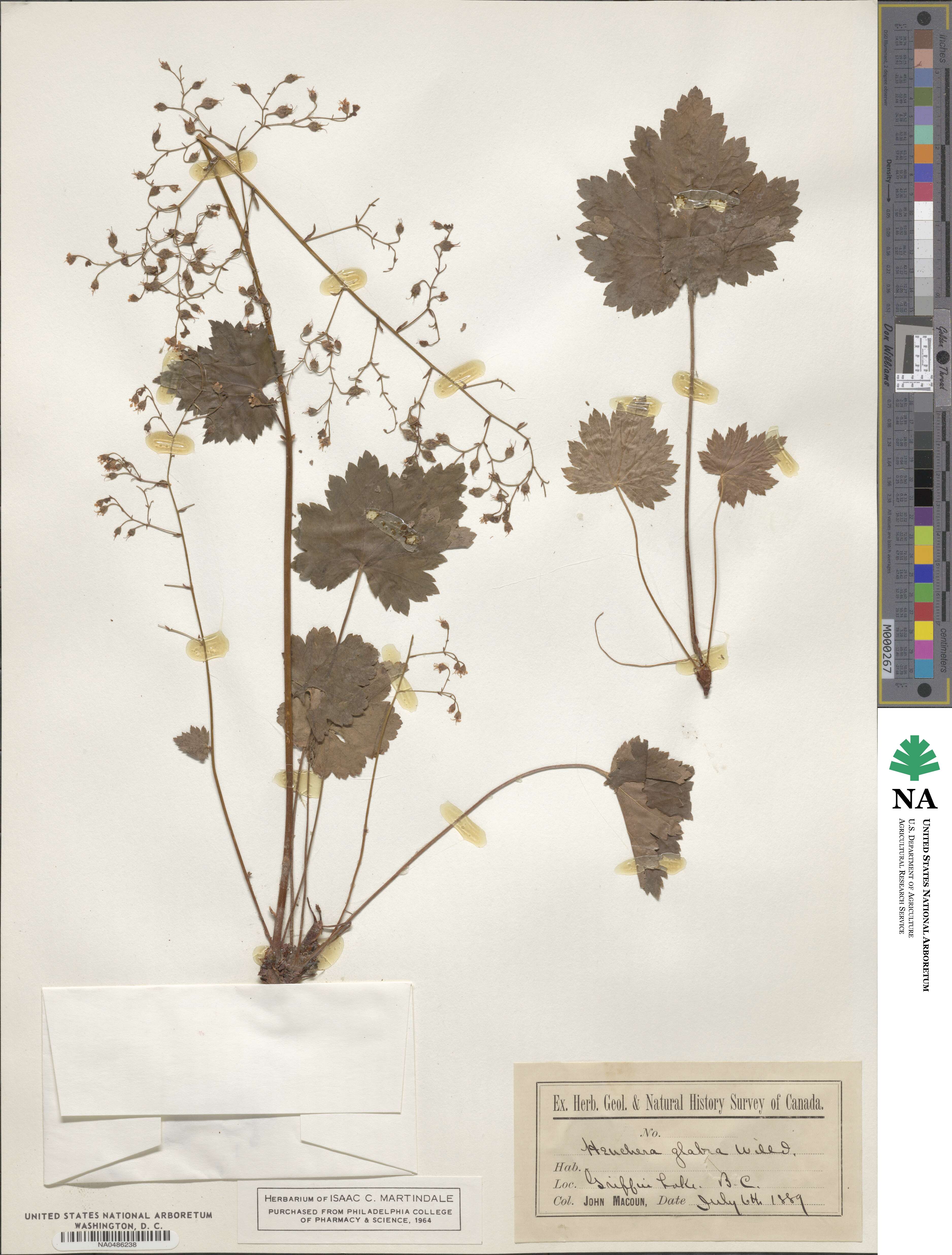 Heuchera glabra image