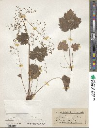 Heuchera glabra image