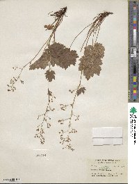 Heuchera glabra image