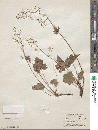 Heuchera glabra image