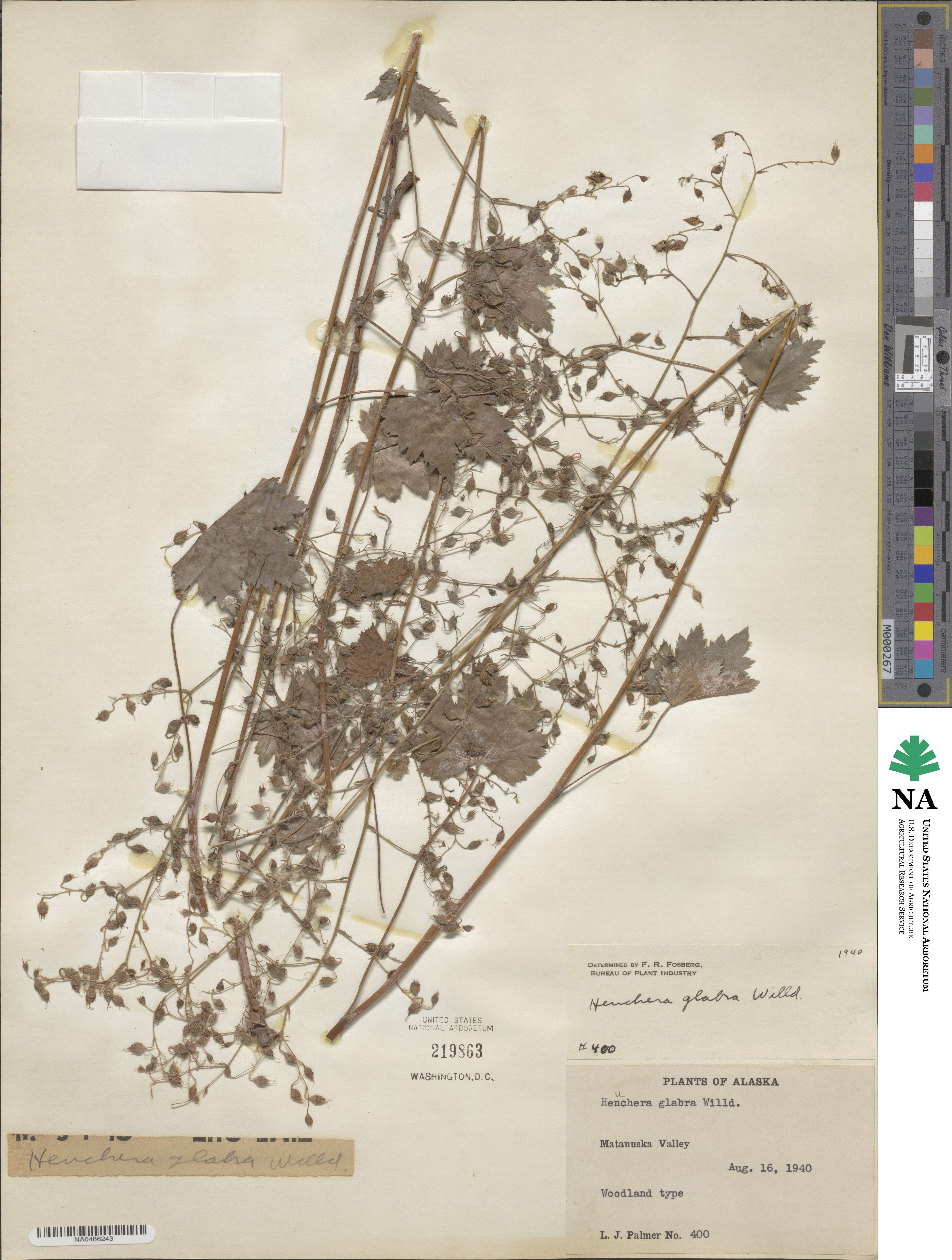 Heuchera glabra image