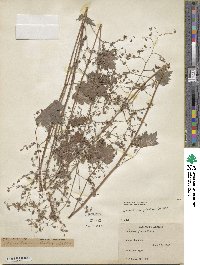 Heuchera glabra image