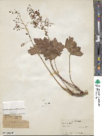 Heuchera glabra image