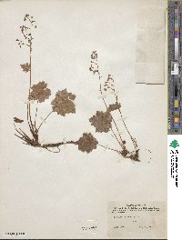 Heuchera glabra image