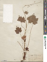 Heuchera glabra image