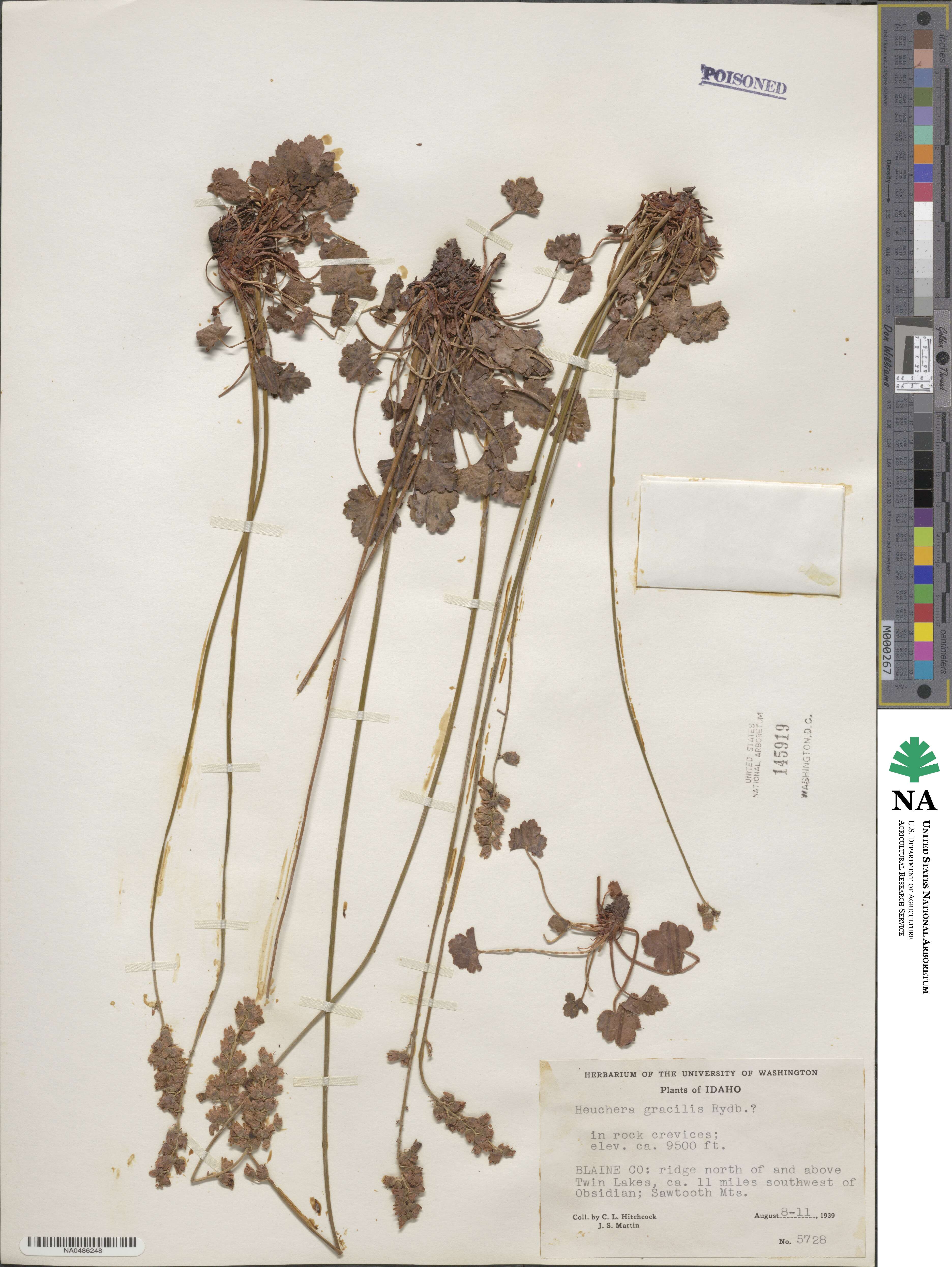 Heuchera gracilis image