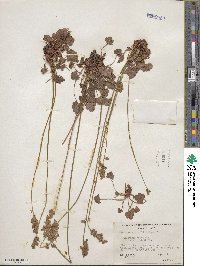 Heuchera gracilis image