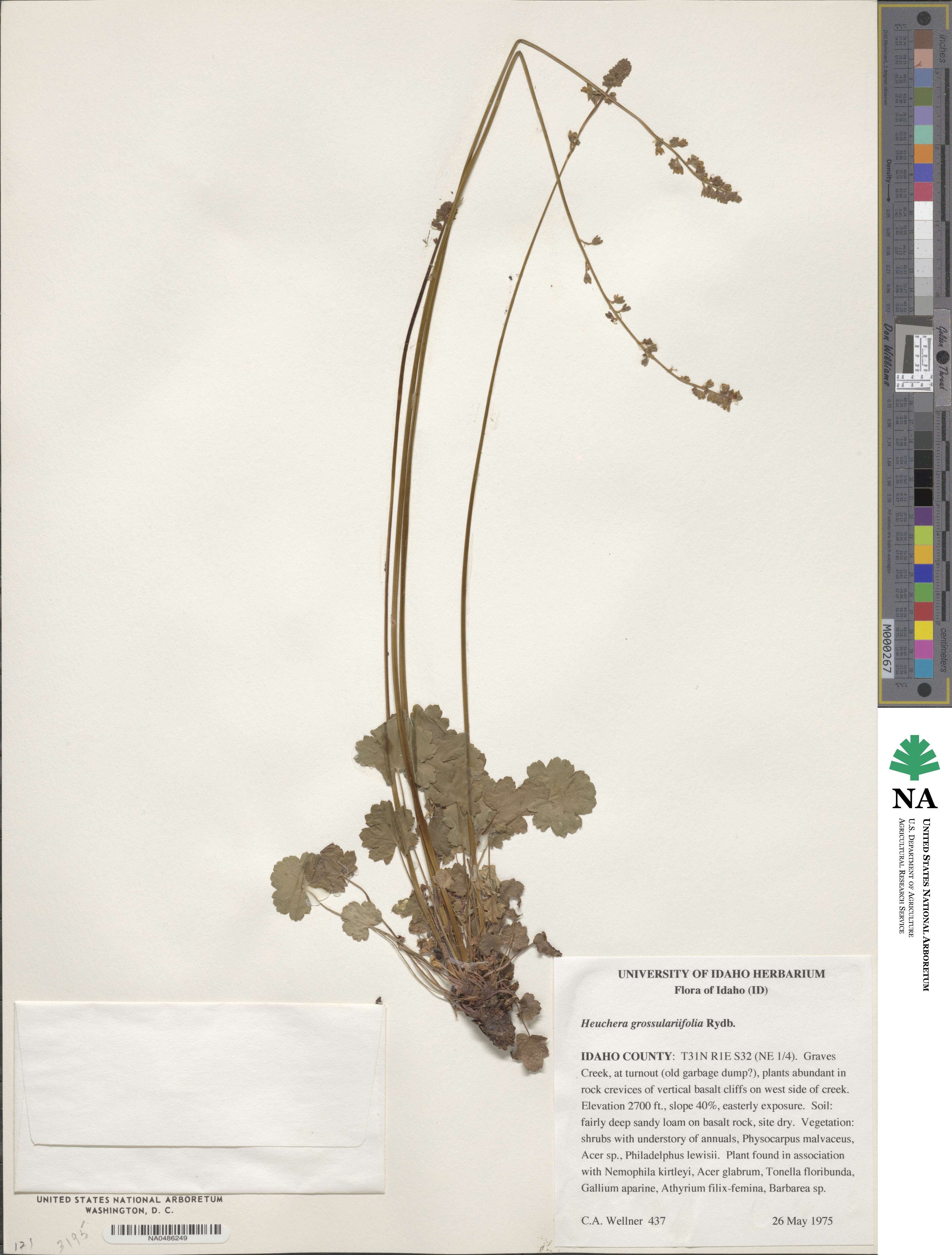 Heuchera grossulariifolia image