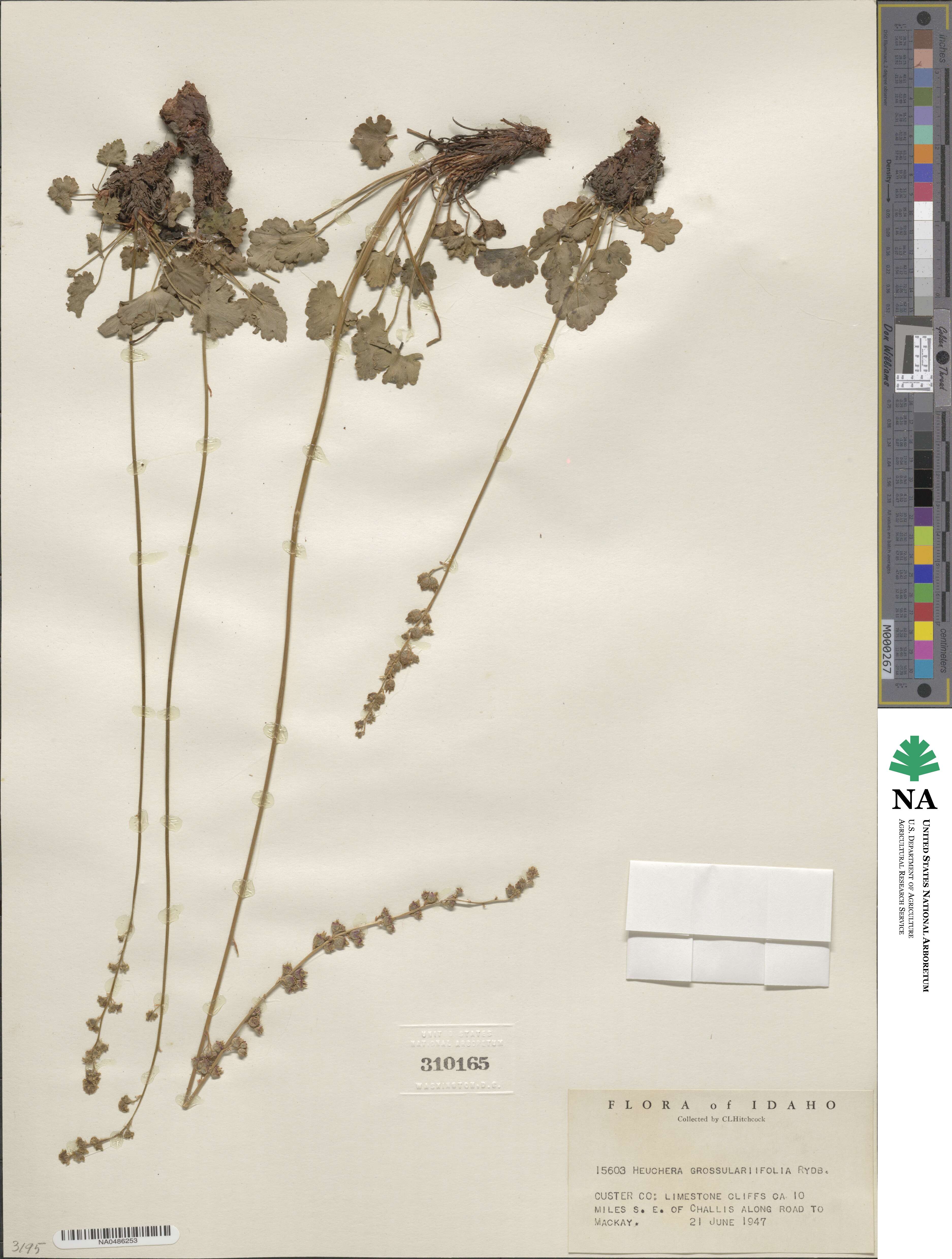 Heuchera grossulariifolia image