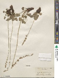 Heuchera grossulariifolia image