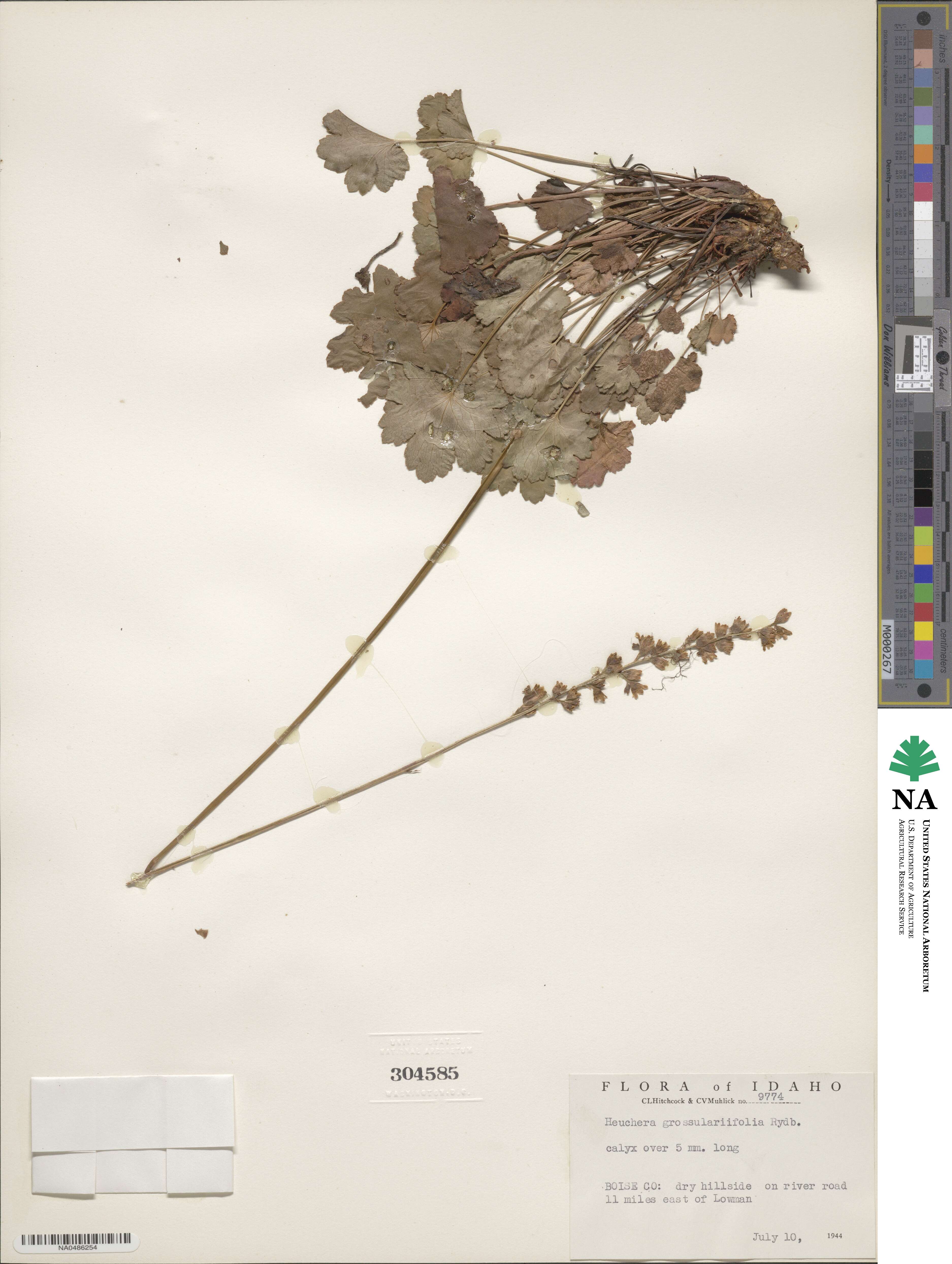 Heuchera grossulariifolia image