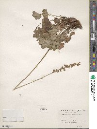 Heuchera grossulariifolia image