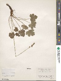 Heuchera grossulariifolia image