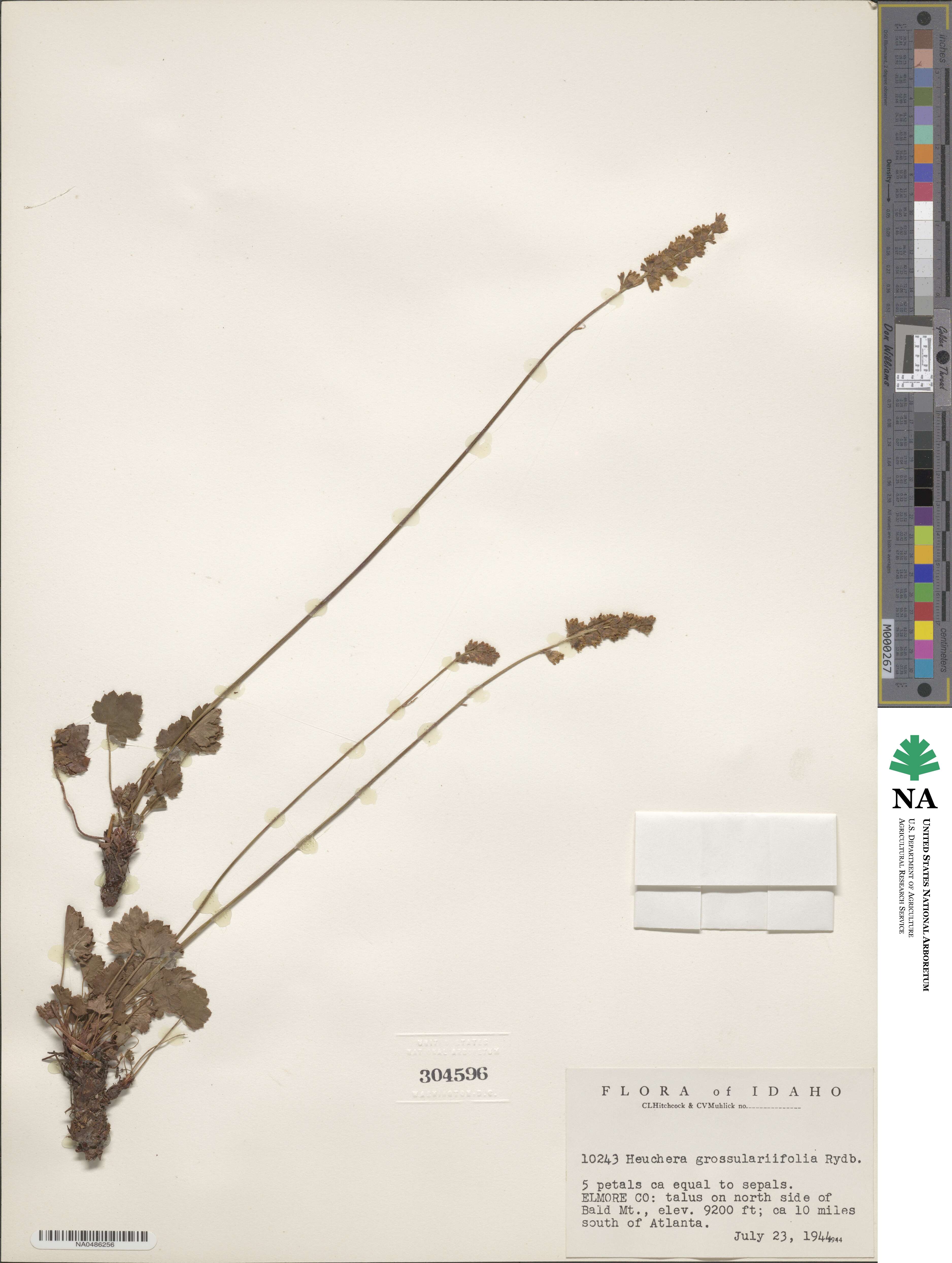 Heuchera grossulariifolia image