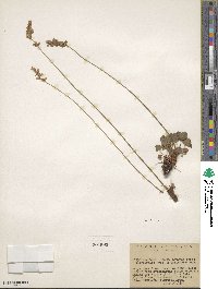 Heuchera grossulariifolia image