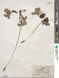 Heuchera grossulariifolia image