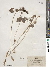 Heuchera grossulariifolia image