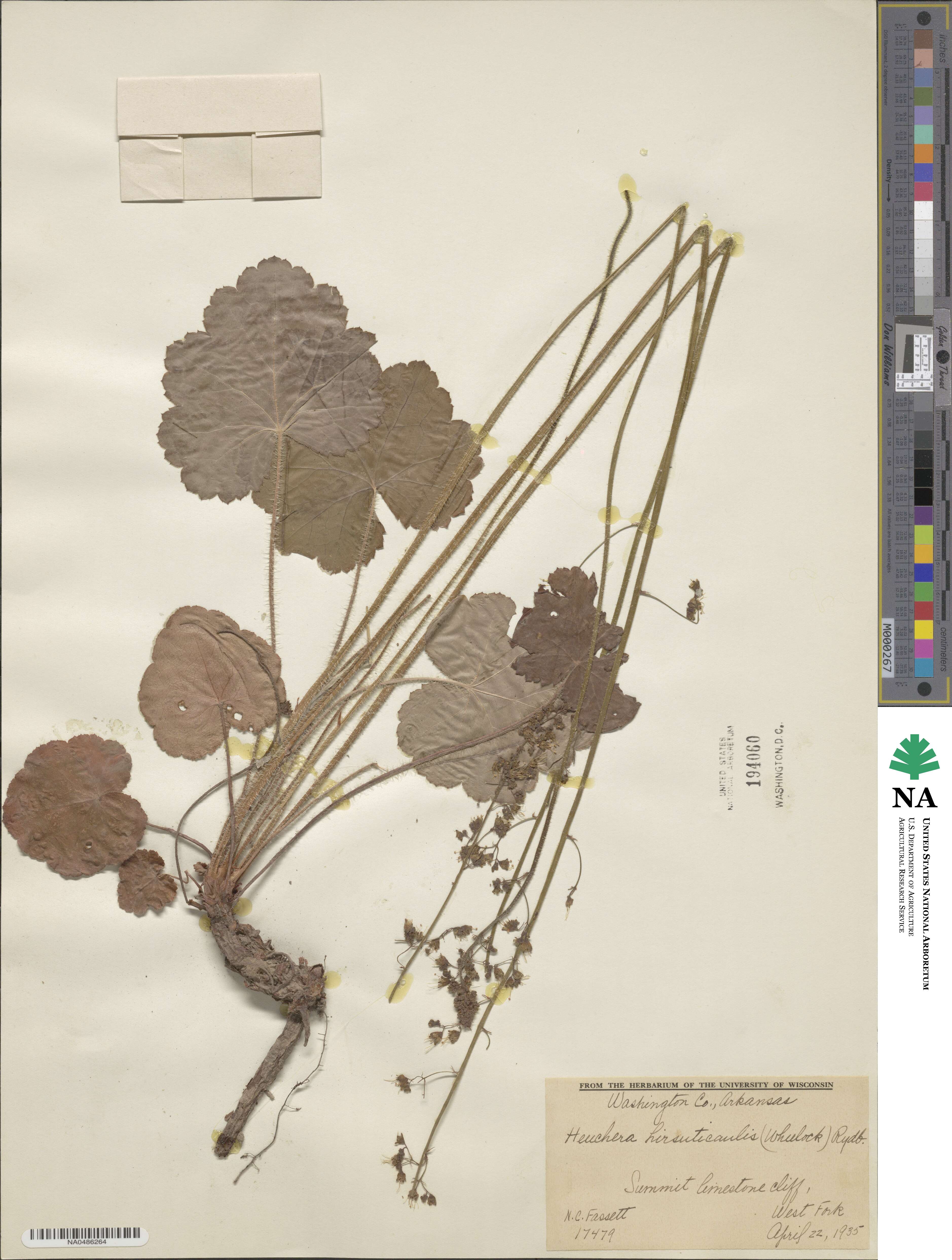 Heuchera americana var. hirsuticaulis image