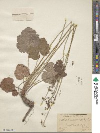 Heuchera americana image