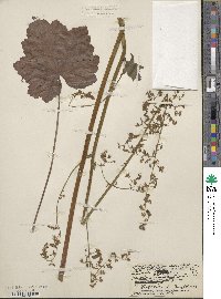 Heuchera americana image